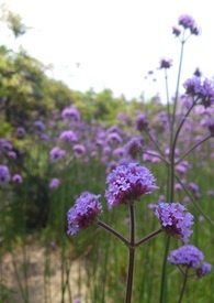 �򵥣�����