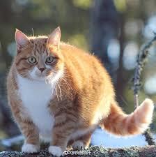 御兽：16岁，老登逆袭什么鬼